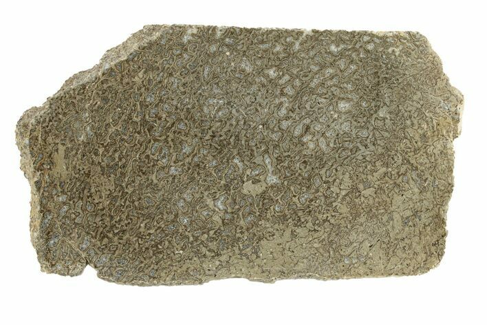 Polished Dinosaur Bone (Gembone) Slab - Morocco #271414